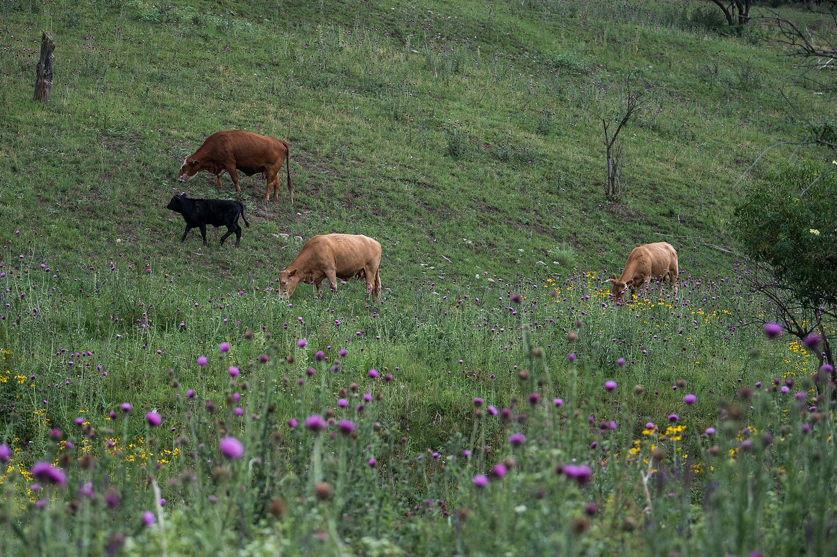 05497-NMMJM-CH-Upper-Rio-Penasco-Lincoln-NF-20190804_DSC0211-COWS-INSIDE-OF-EXCLOSURE-new.jpg