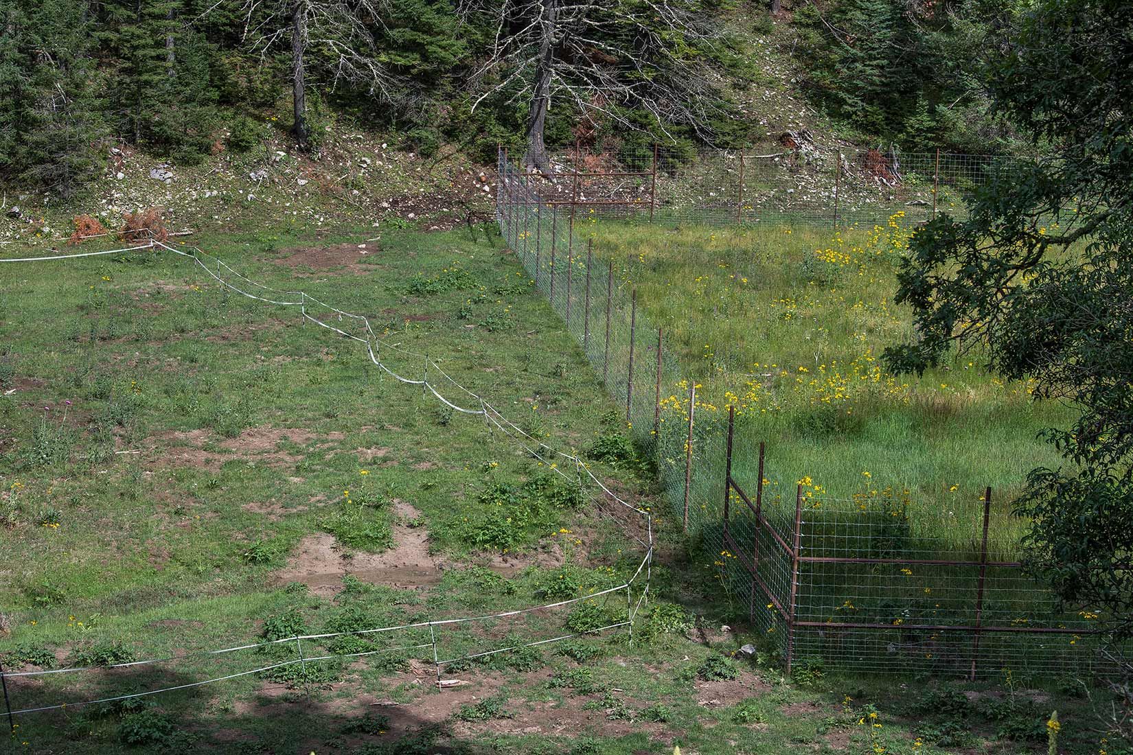 05464-NMMJM-CH-Wills-Canyon-below-Mauldin-Springs-Lincoln-NF-20190803_DSC9444-LOWER-EXCLOSURE-FENCE-LINES-ELK-and-ELECTRIC---new.jpg