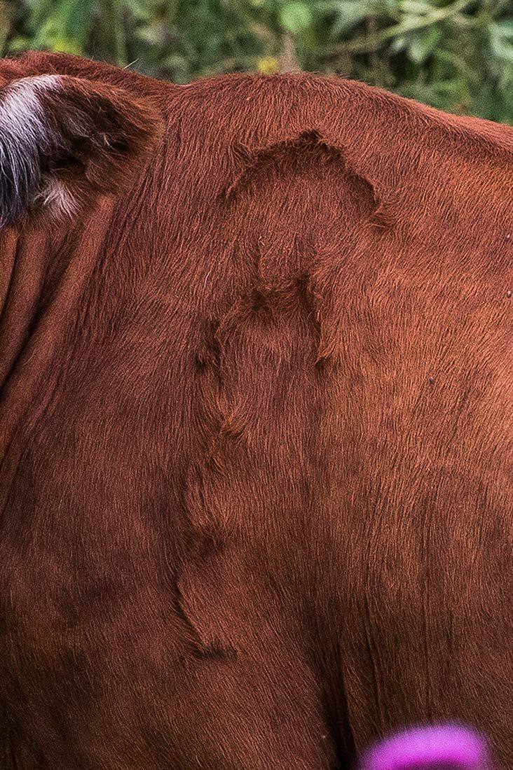 05495-NMMJM-CH-Upper-Rio-Penasco-Lincoln-NF-20190804_DSC0181-COW-INSIDE-OF-EXCLOSURE-BRAND-new.jpg