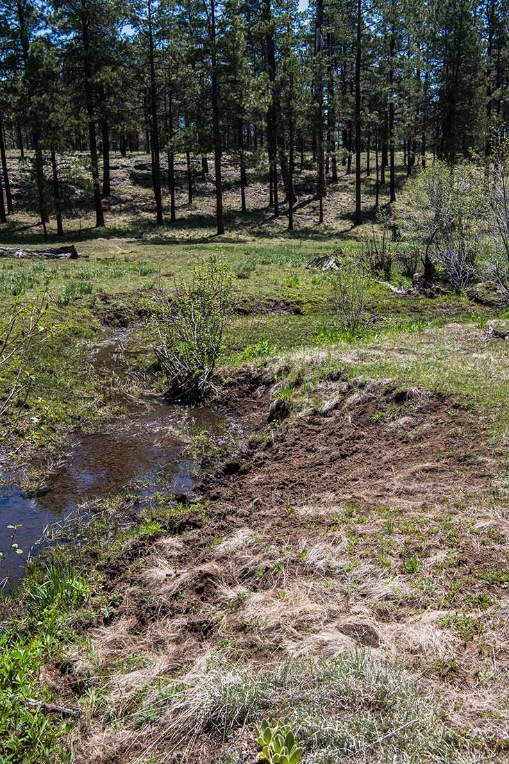 05268-Critical-Habitat-destruction-Boggy-Creek-Apache-National-Forest-20190604_DSC6065-new.jpg