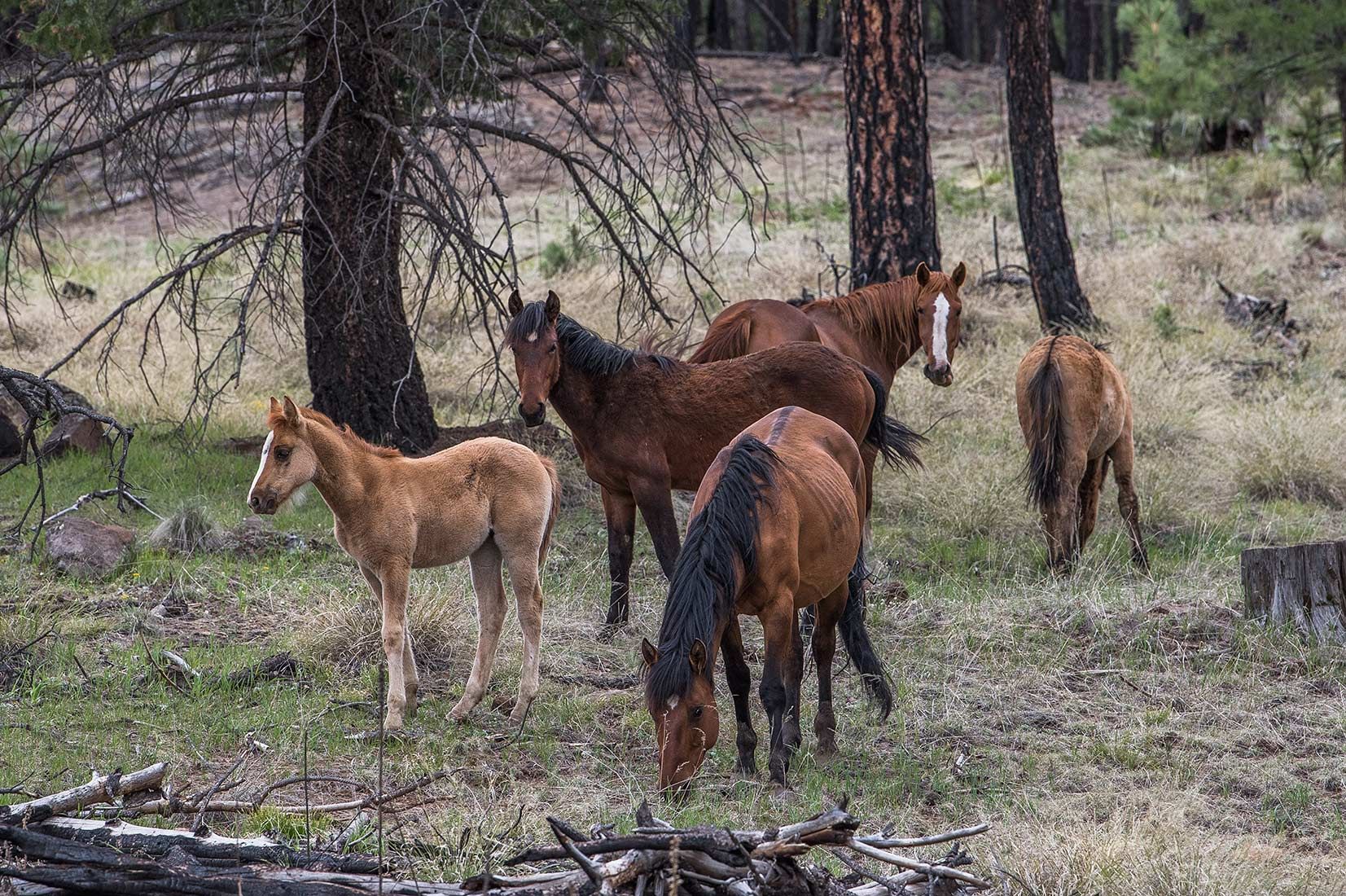 05304-Stray-Horses-above-West-Fork-Black-River-Critical-Habitat-Apache-National-Forest-20190519_DSC4309-new.jpg