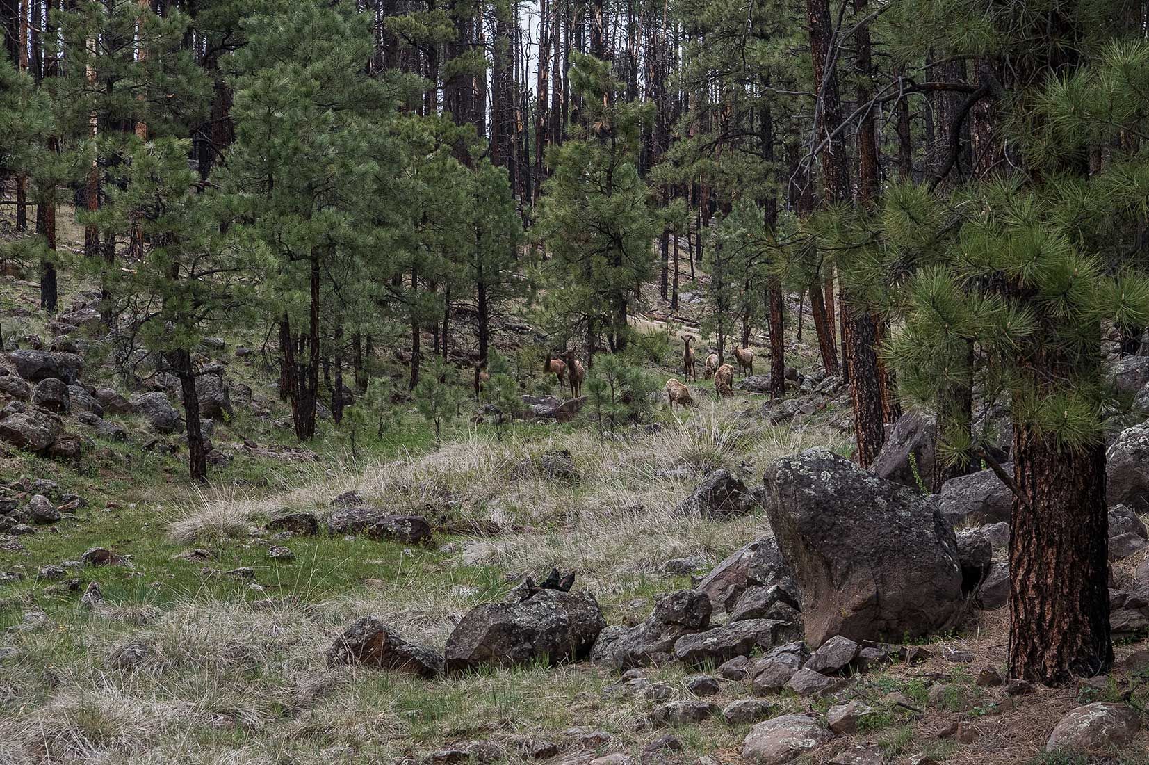 05303-Non-native-Elk-in-Centerfire-Creek-Drainage-near-Critical-Habitat-Apache-National-Forest-20190519_DSC4305-new.jpg