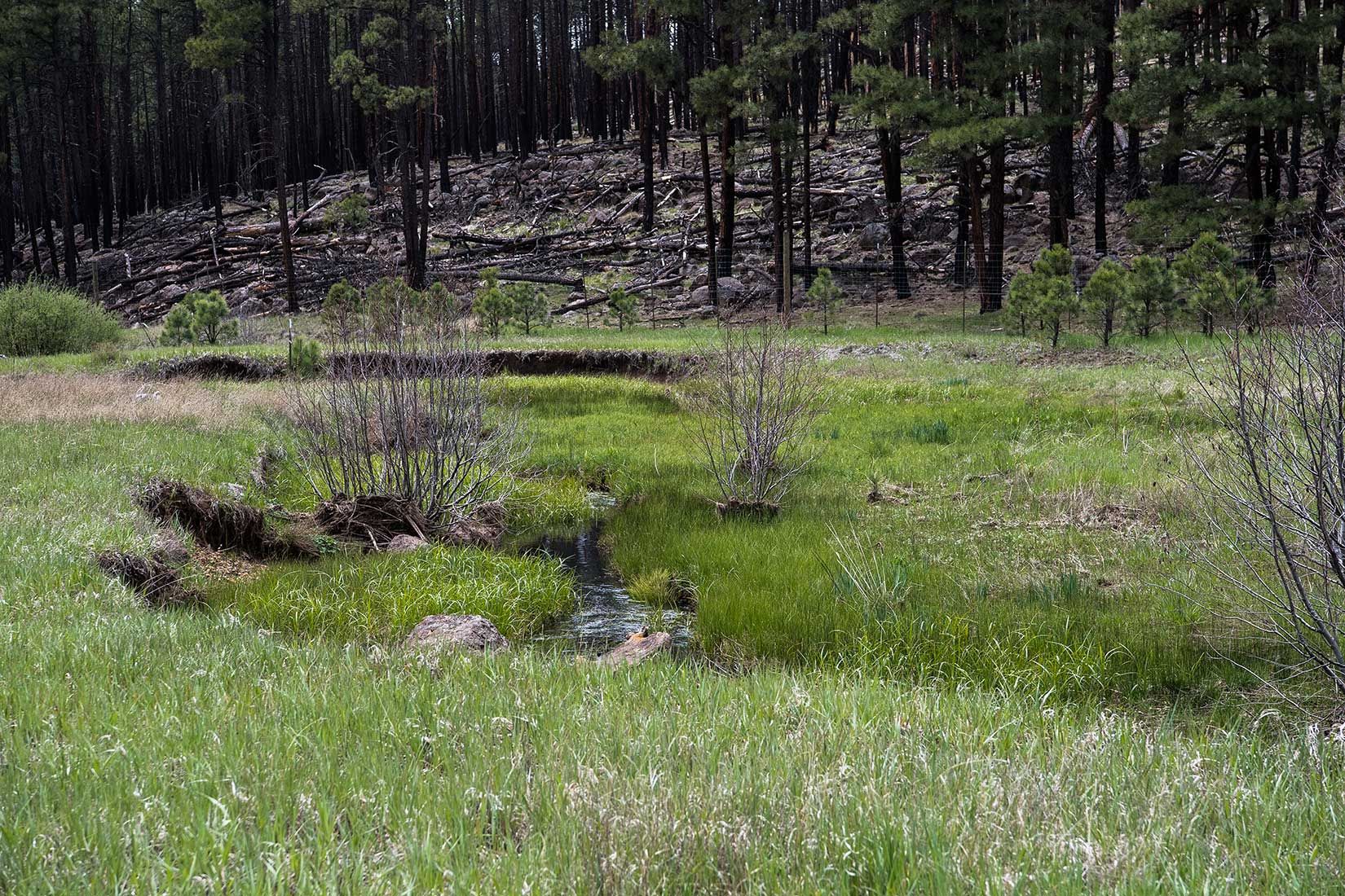 05293-Centerfire-Creek-within-Critical-Habitat-Exclosure-Apache-National-Forest-20190519_DSC4265-new.jpg