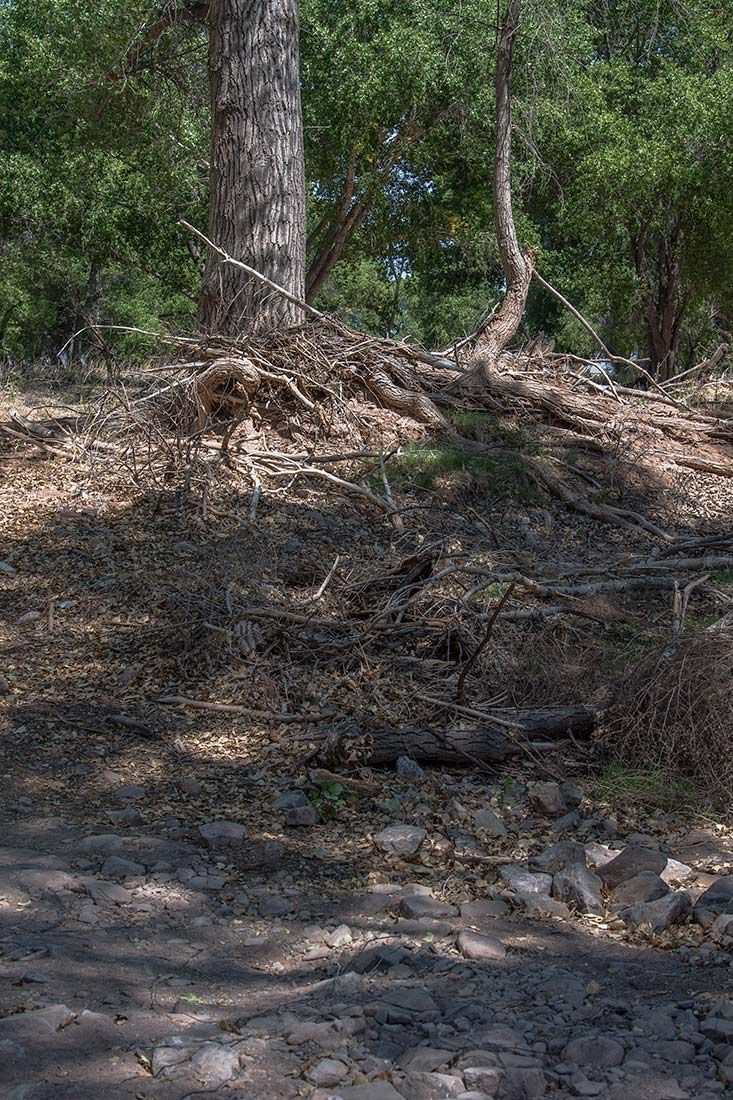 05377-Debris-approximately-12-feet-above-San-Pedro-River-Channel-20190626_DSC7068-new.jpg
