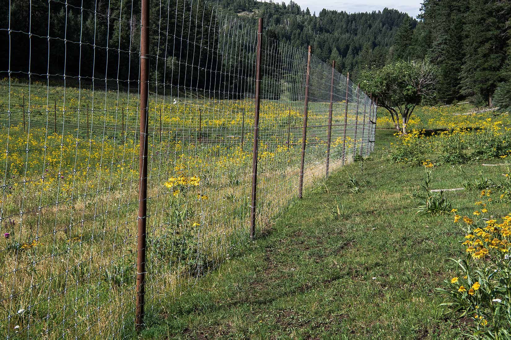 05473-NMMJM-CH-Wills-Canyon-Mauldin-Springs-Lincoln-NF-20190803_DSC9584-UPPER-EXCLOSURE-ELK-FENCING-FENCE-LINE-new.jpg