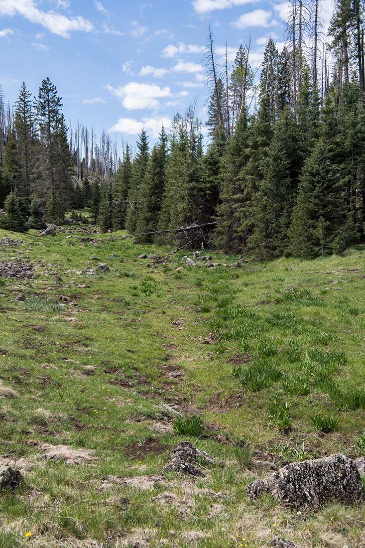 05321-Damaged-Critical-Habitat-Corduroy-Creek-Apache-National-Forest-20190605_DSC6435-new.jpg