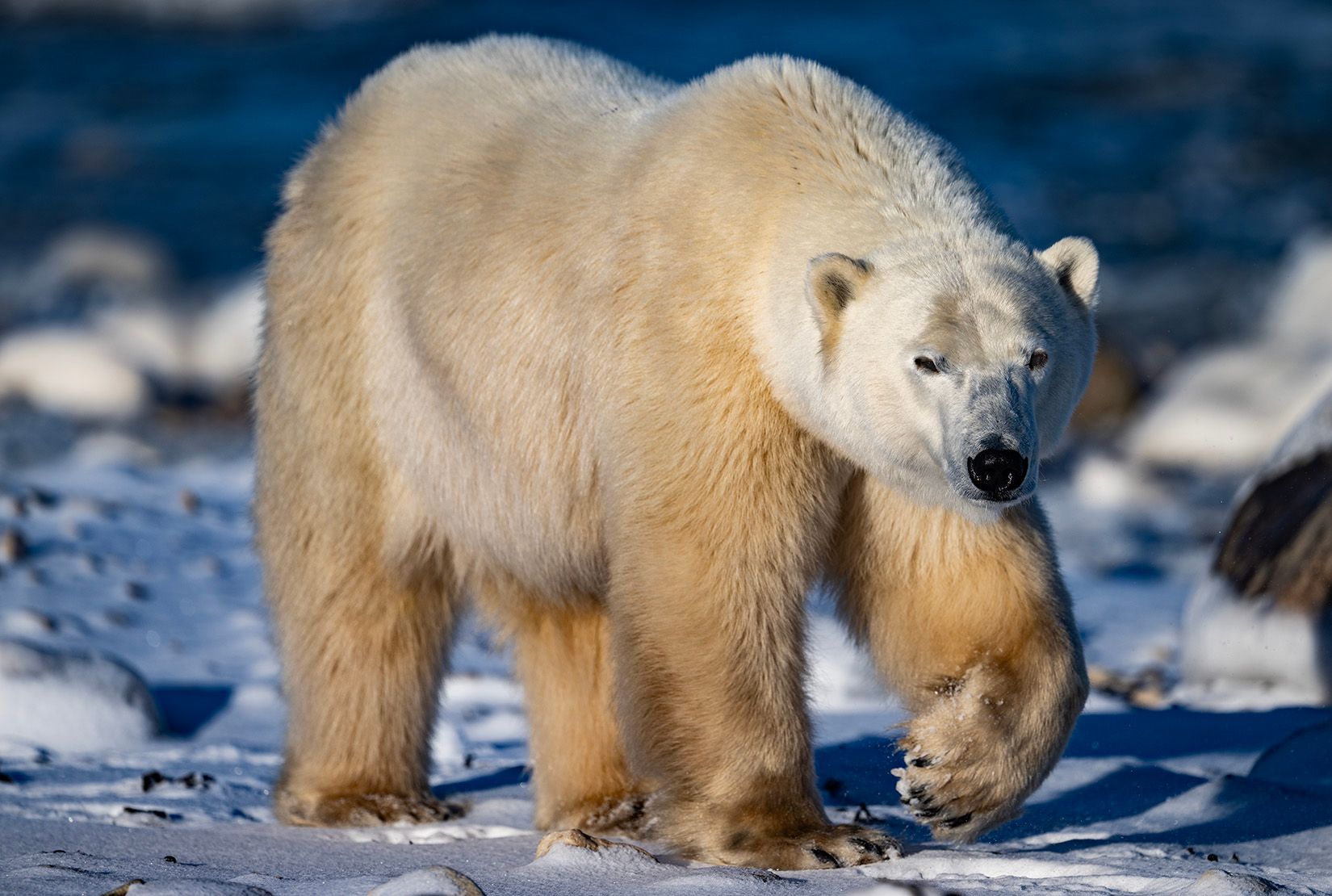 wildlife arctic