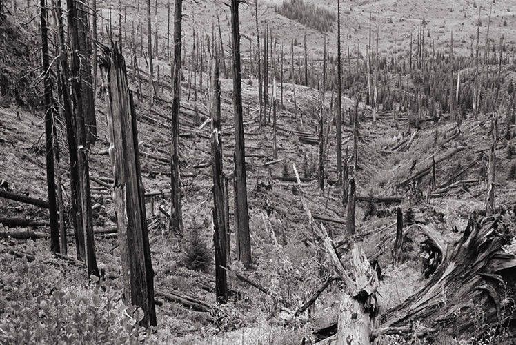 Mt. St. Helens   2003