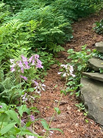penstemon and stones.jpg