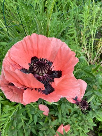 poppy reduced size.jpg