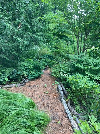 wooded path reduced size.jpg