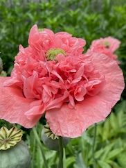 IMG_0571.jpeg