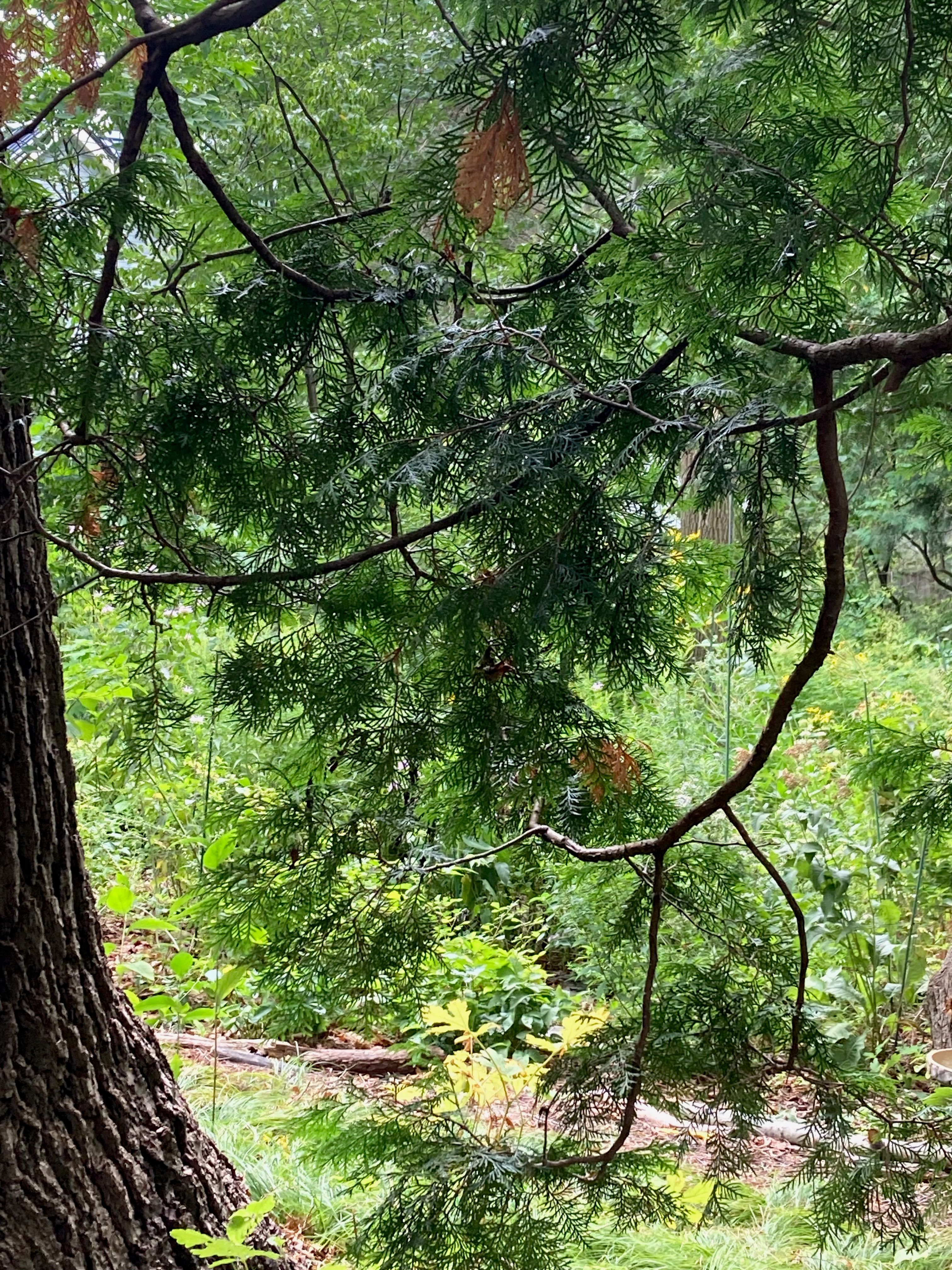 IMG_1899.jpeg