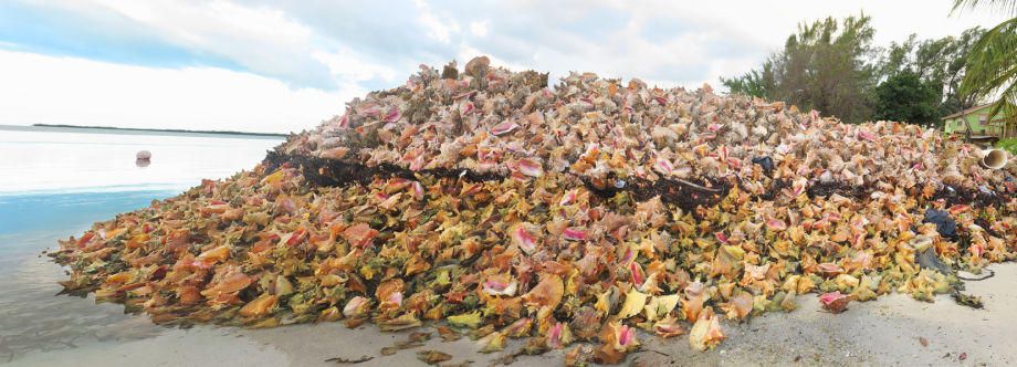 1conch_pile_panoramic_72.jpg