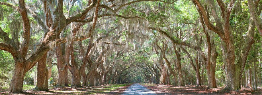 1wormsloe_oak_trees72.jpg