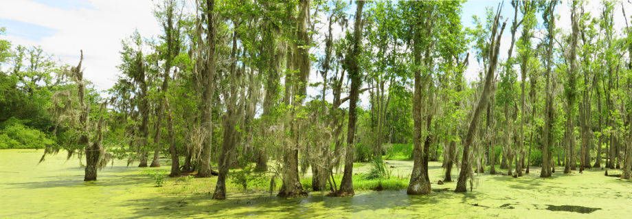 1low_country_swamp_72.jpg