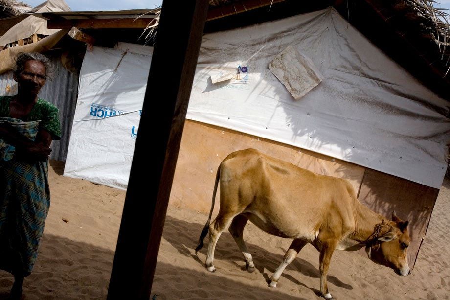 The Fires Within: Sri Lankan Civil War