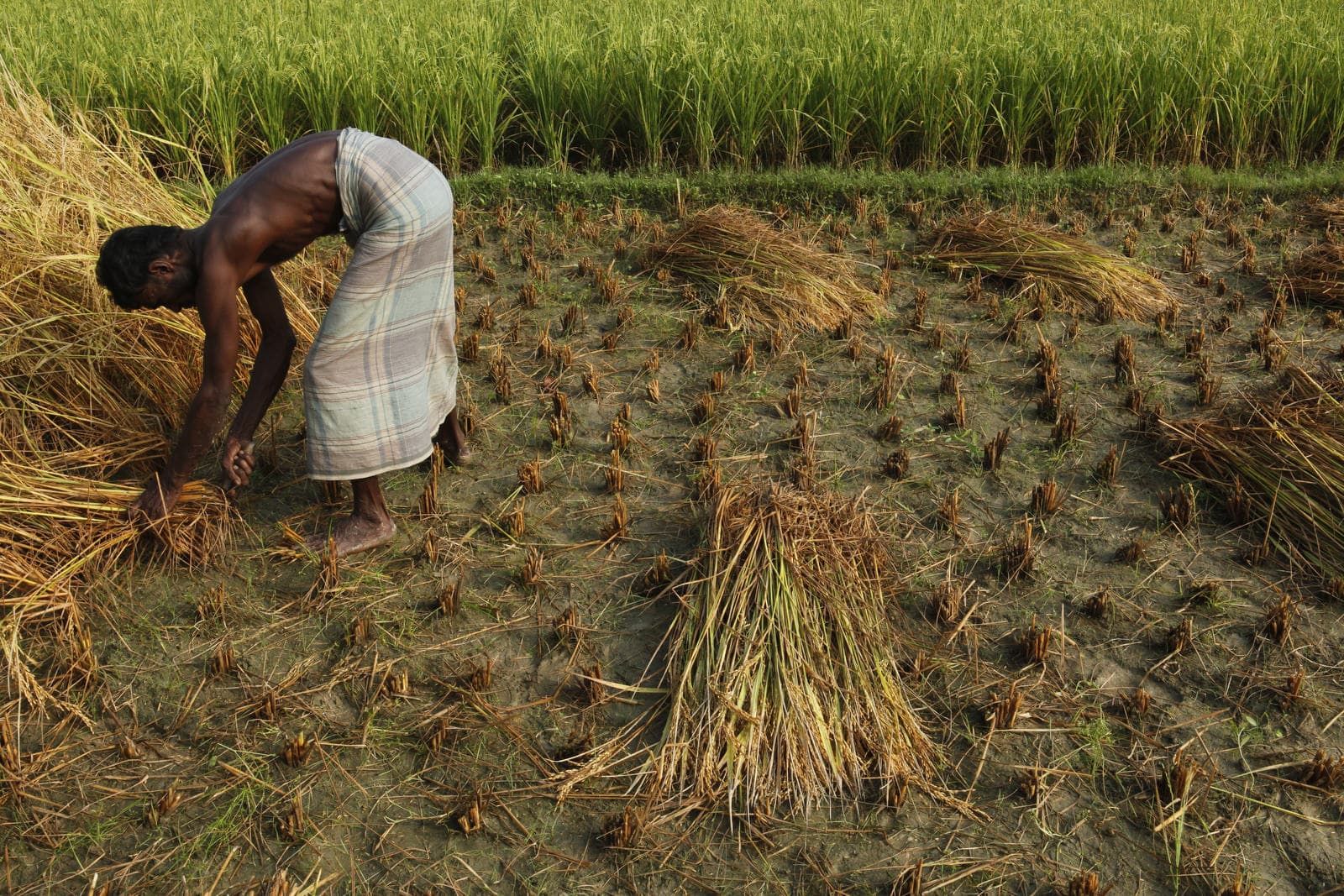 Workers in the rice fields.