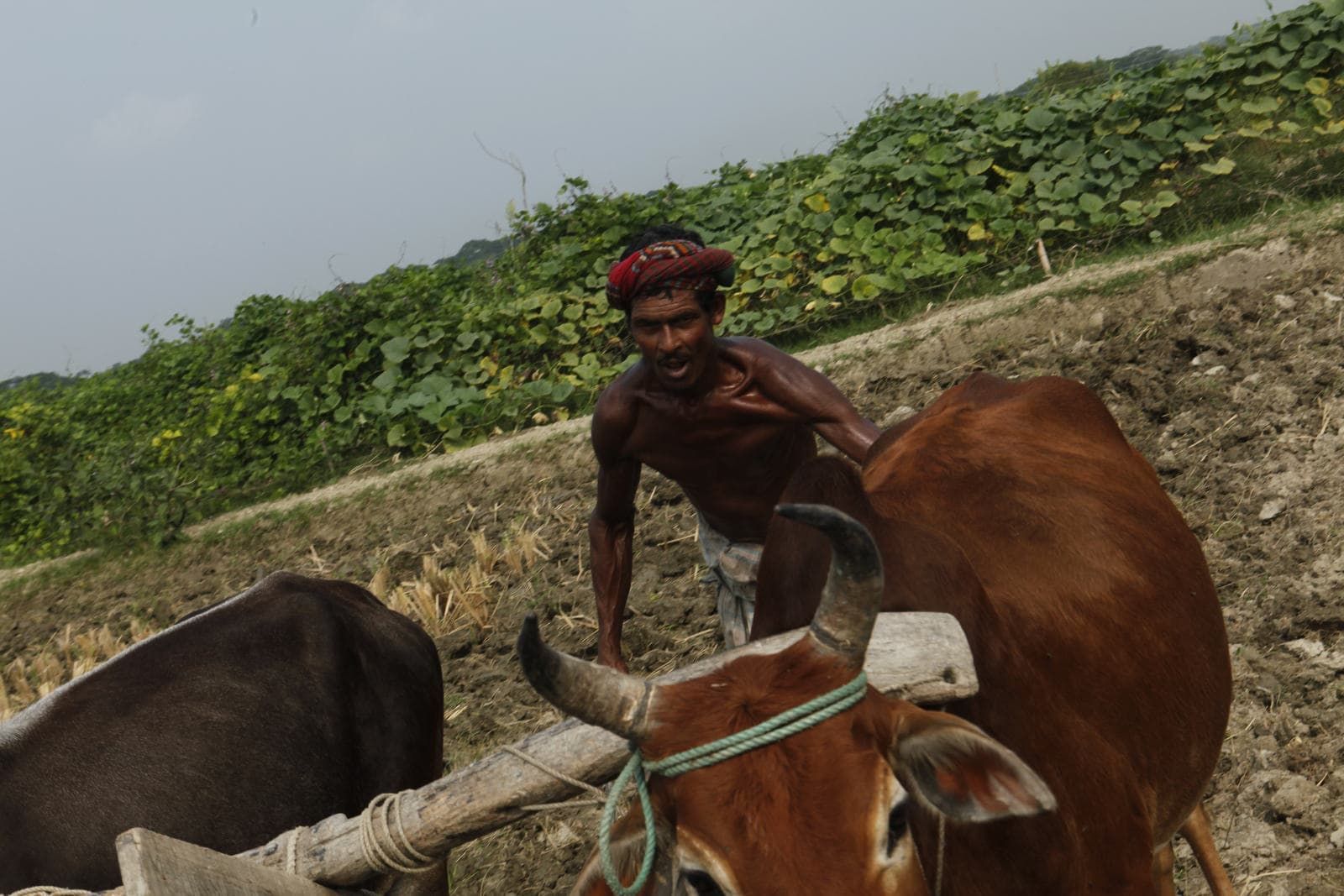Farmers cultivating rice.