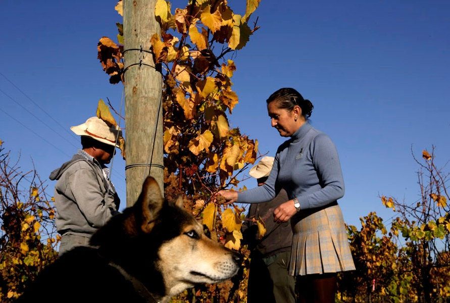 Ameilia Moran Ceja at her vineyards 