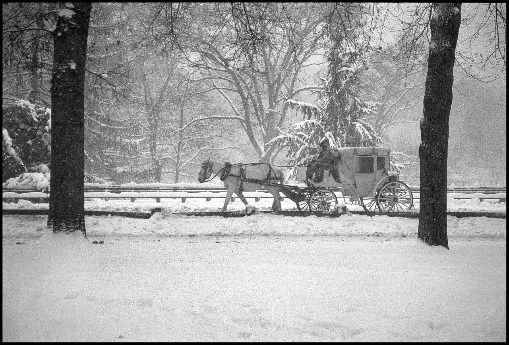 Central Park Carriage, Winter, 2003