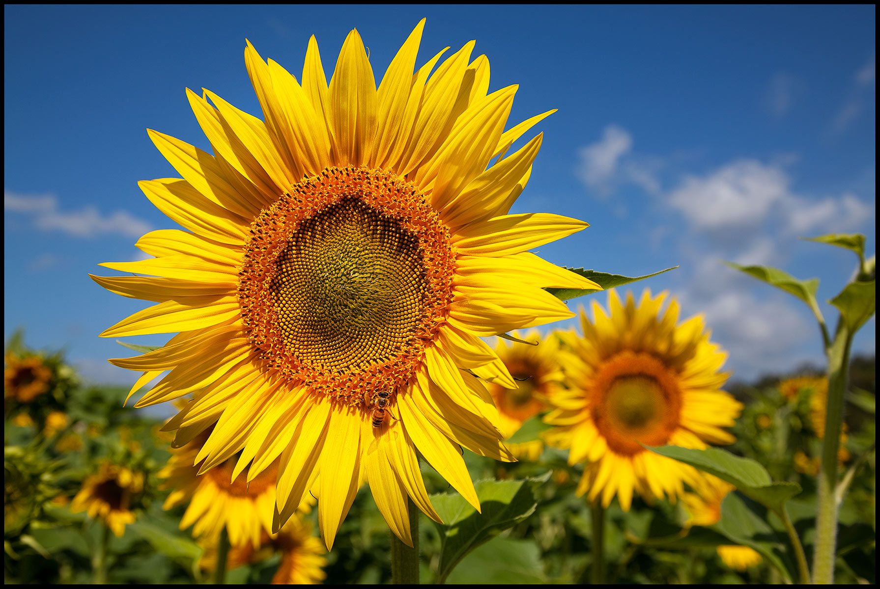 1090709_sunflowers_007_8bitweb.jpg