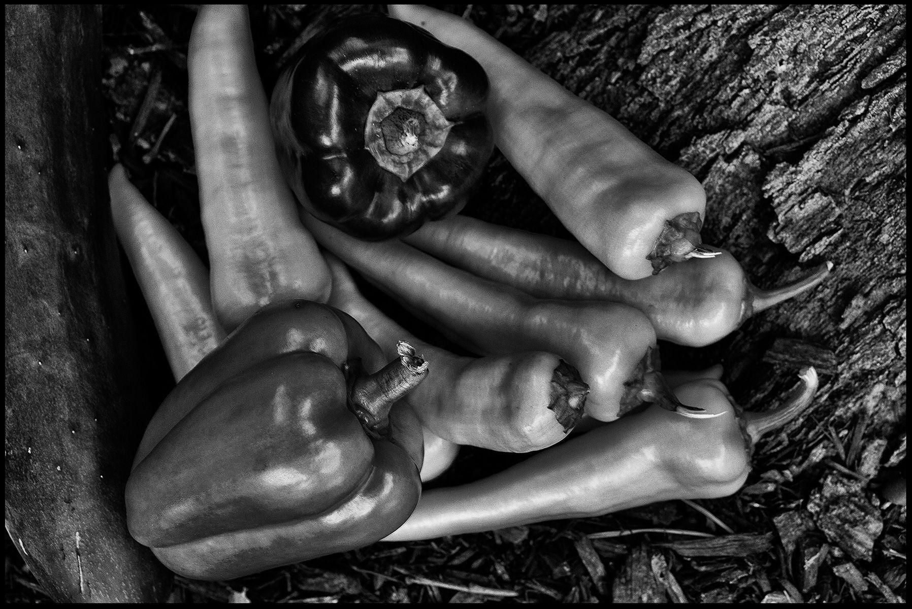 1r110717_veggies_016_bwburnweb.jpg