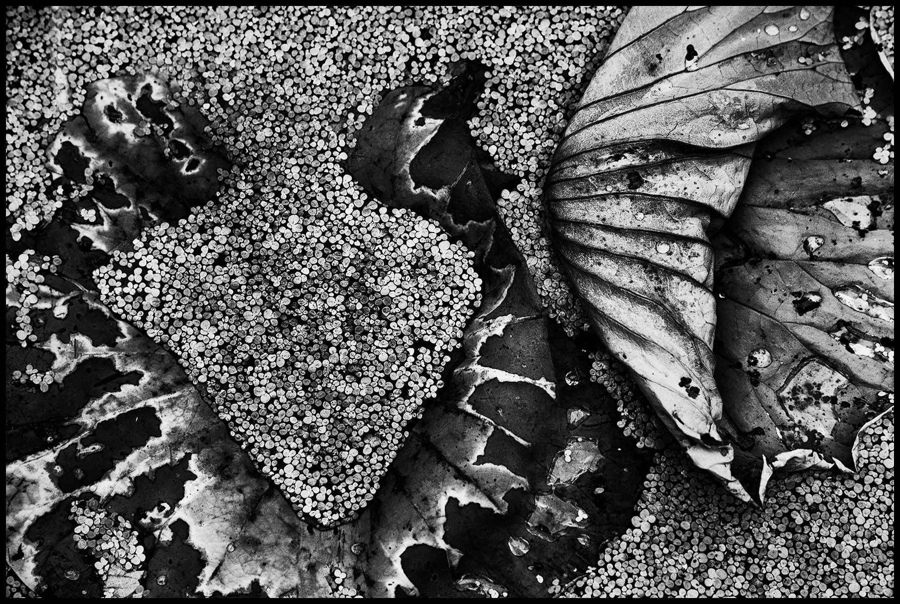 Lotus Leaves, Peoples' Park, Shanghai, 2008