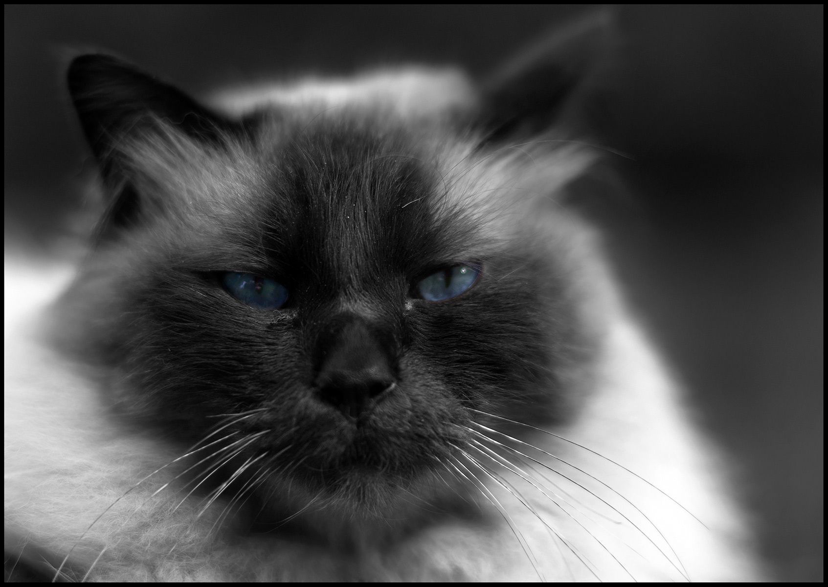 My favorite cat Oliver. 2012