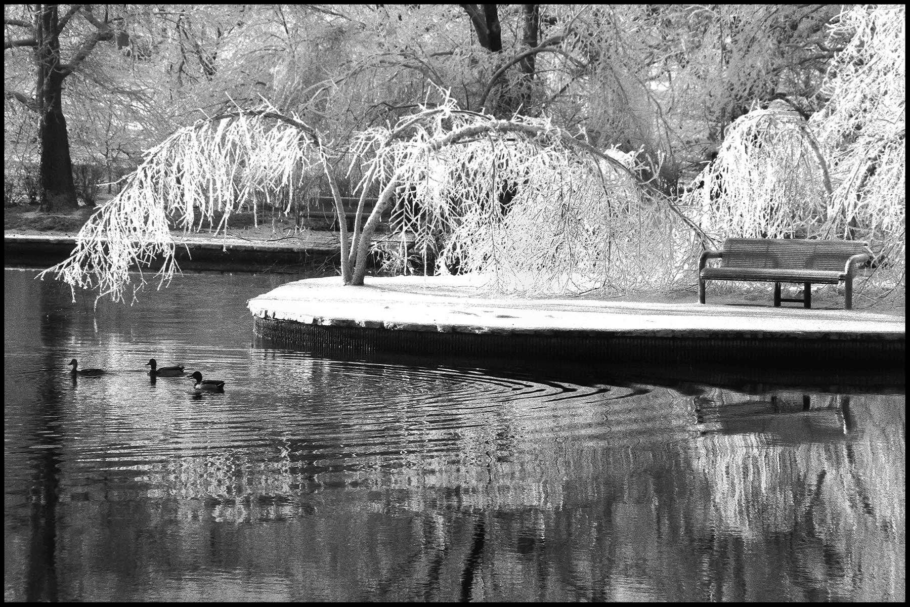 Loose Lagoon affter the Ice Storm, 2003