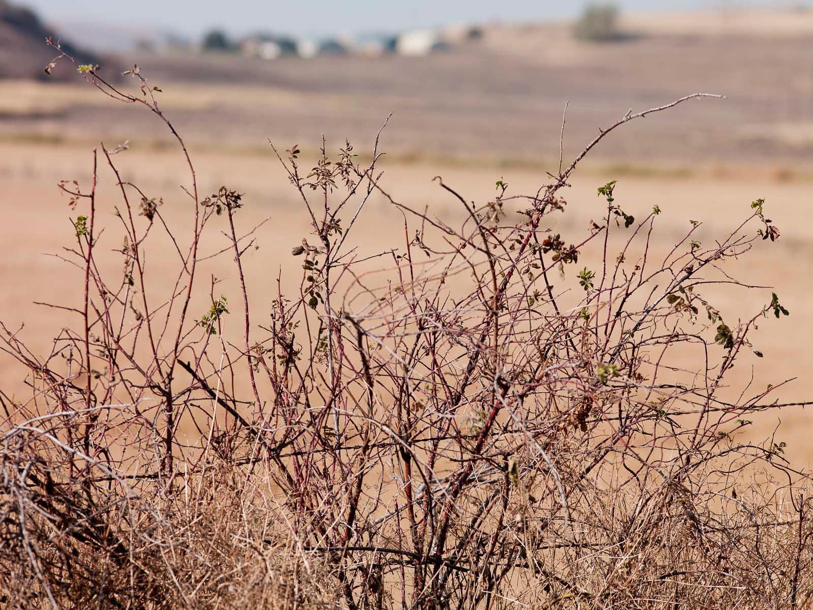 1barbed_wire_palouse_idaho_berries