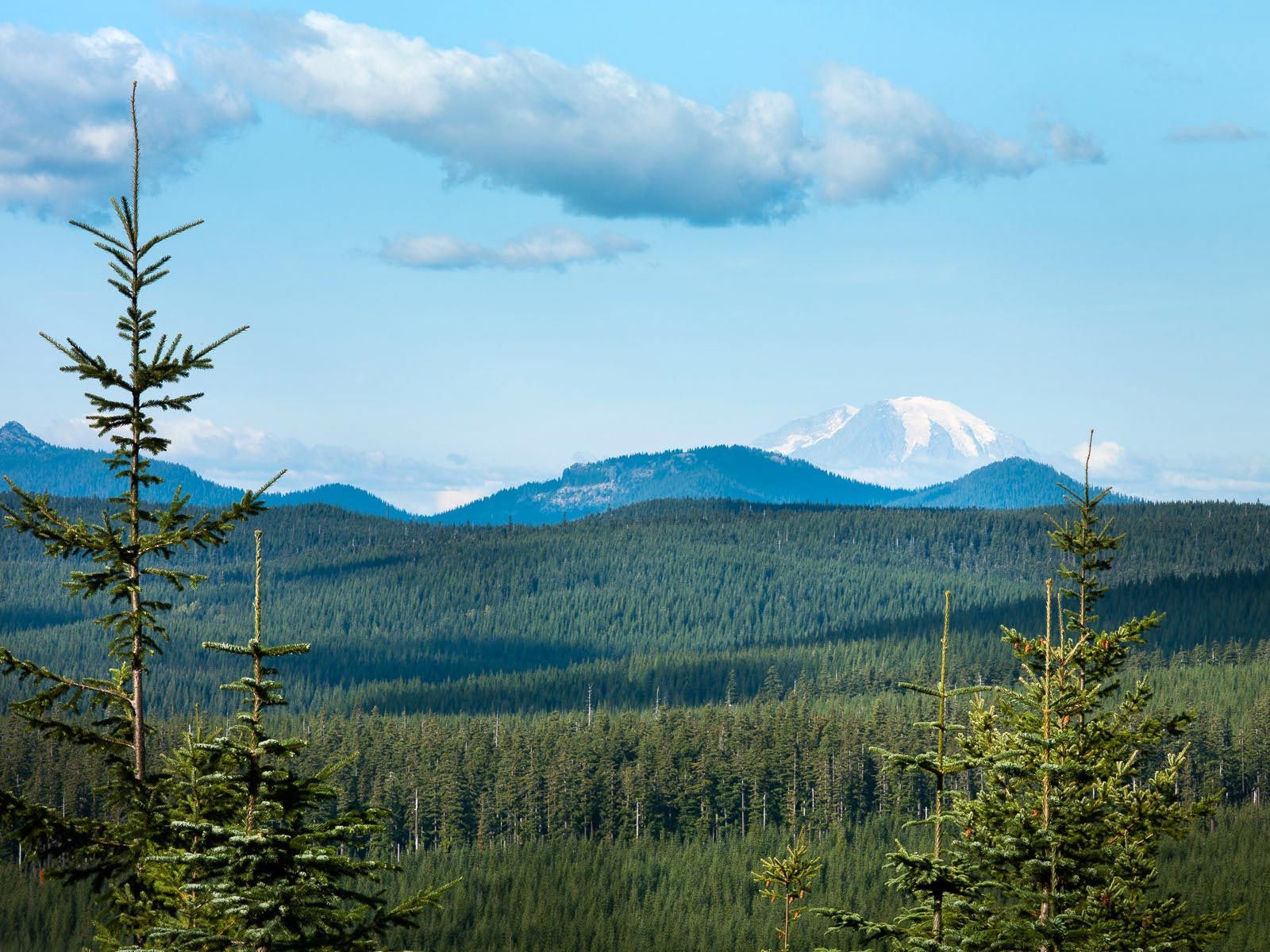 Mt Adams and the Gifford Pinchot National Forest