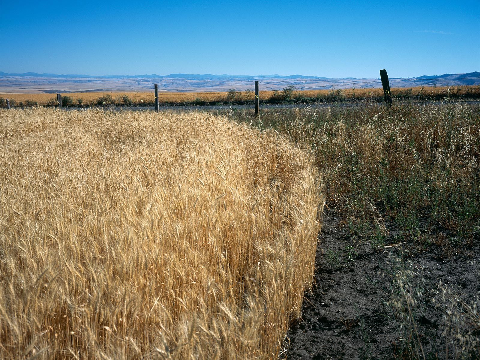 1idaho_wittman_ranch_palouse