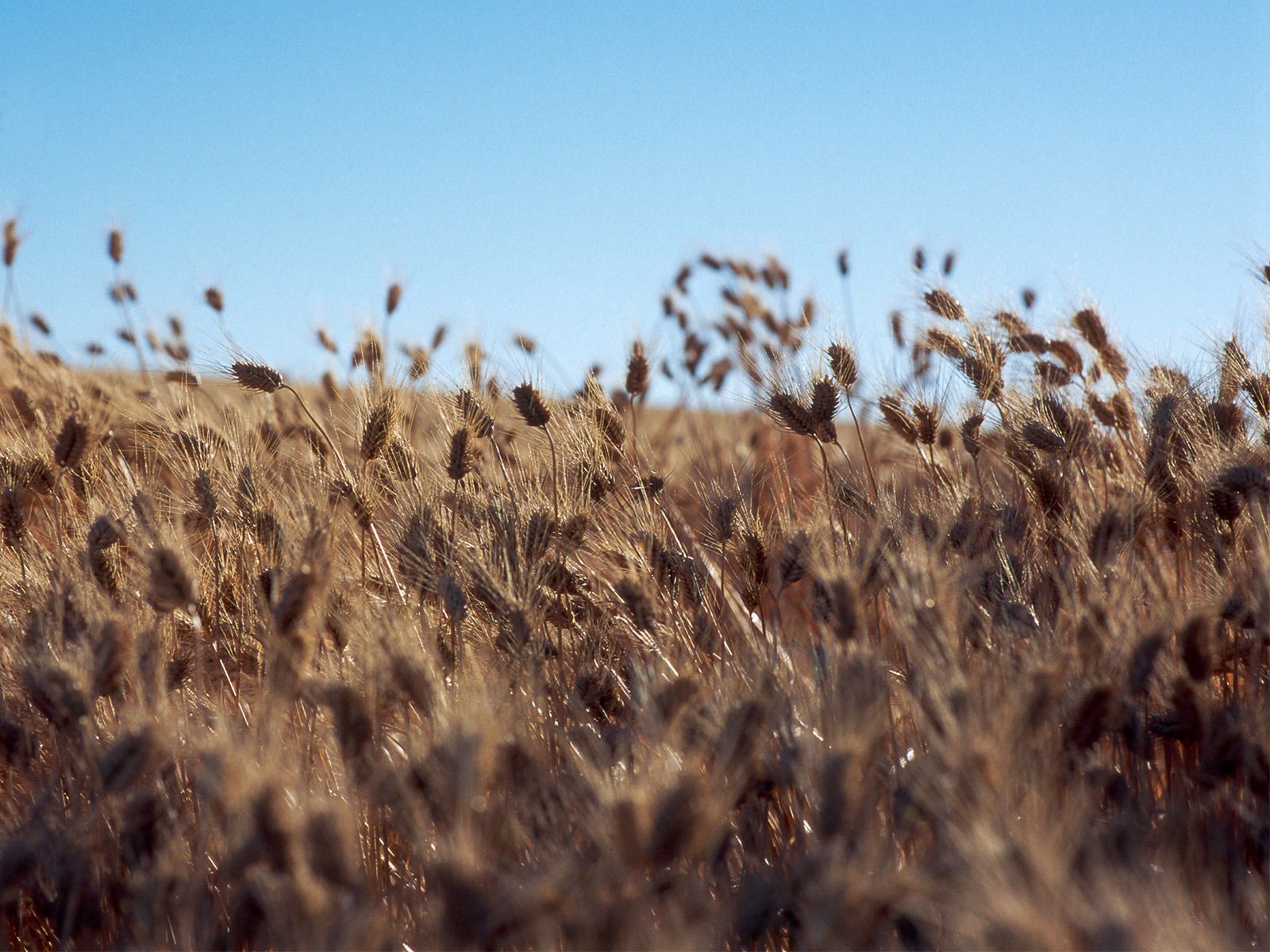 1idaho_wittman_ranch