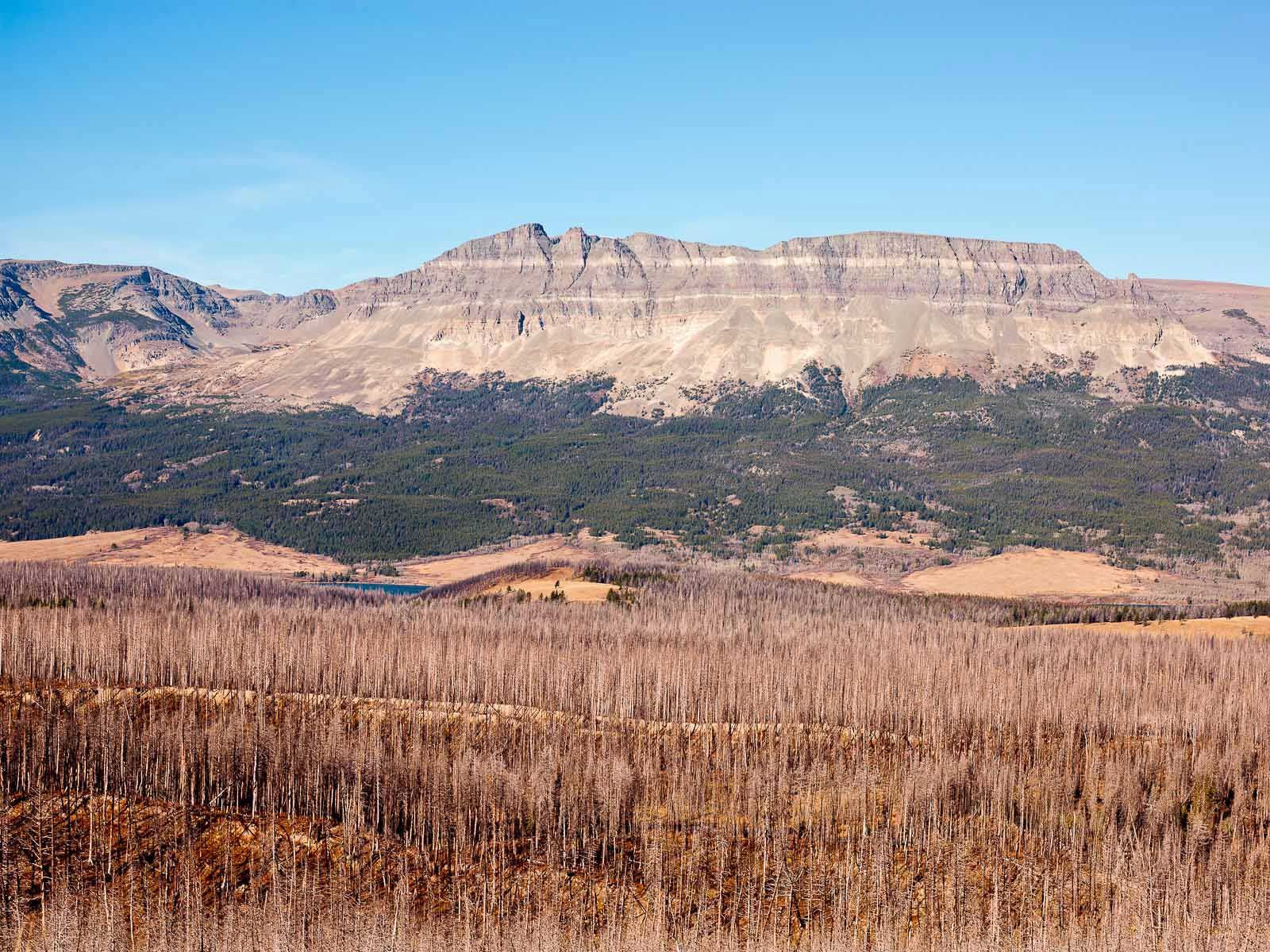 Devastation of Mountain Pines by Mountain Pine Beetles in Glacier National Park