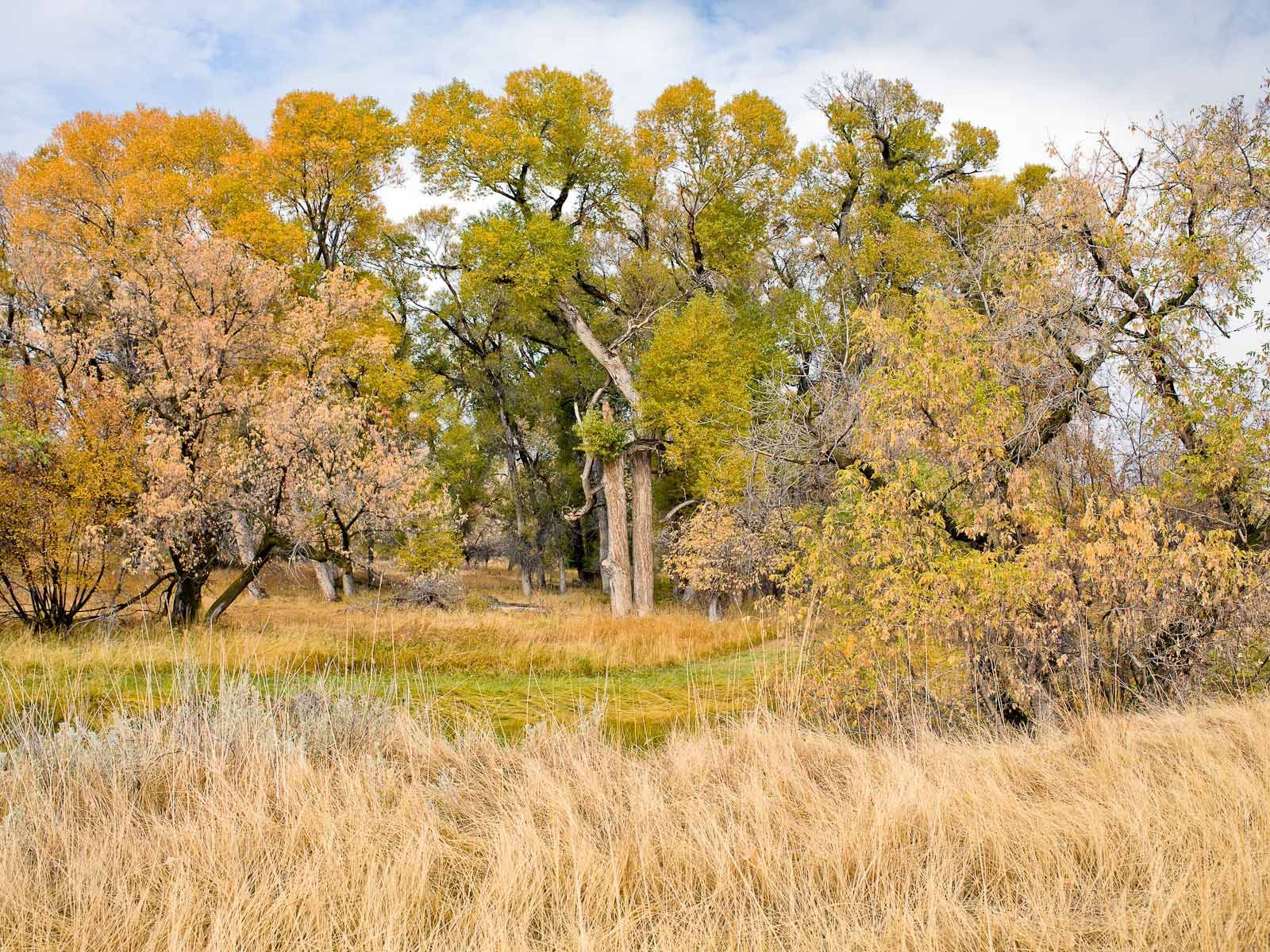 Autumn Wyoming Landscape WIth Cottonwoods