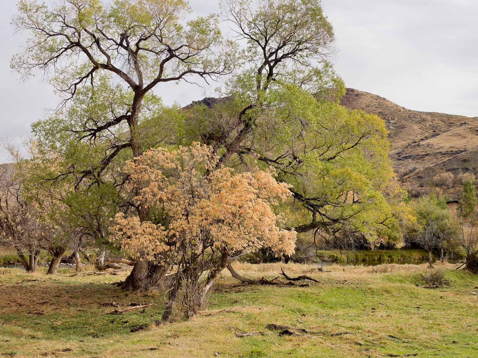 Peaceful Wyoming Scene Near Banner
