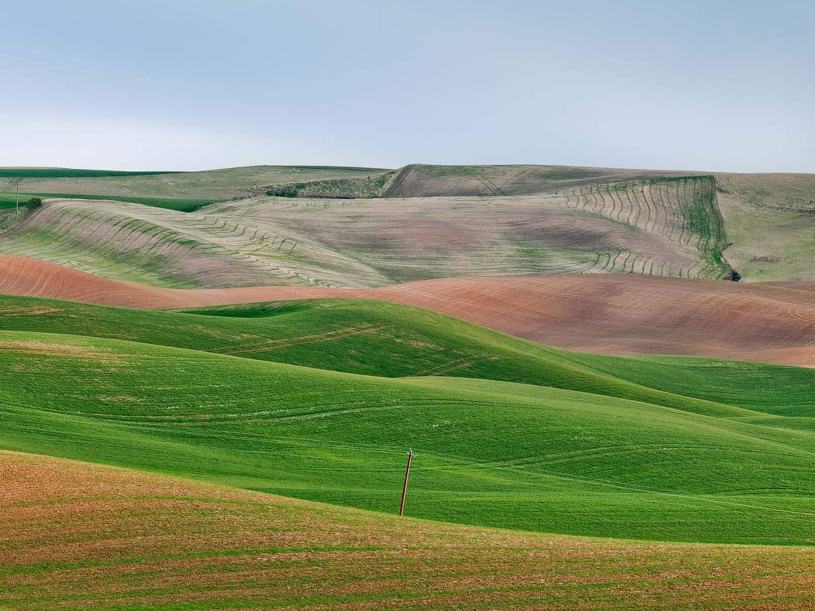 Palouse Fields in Spring