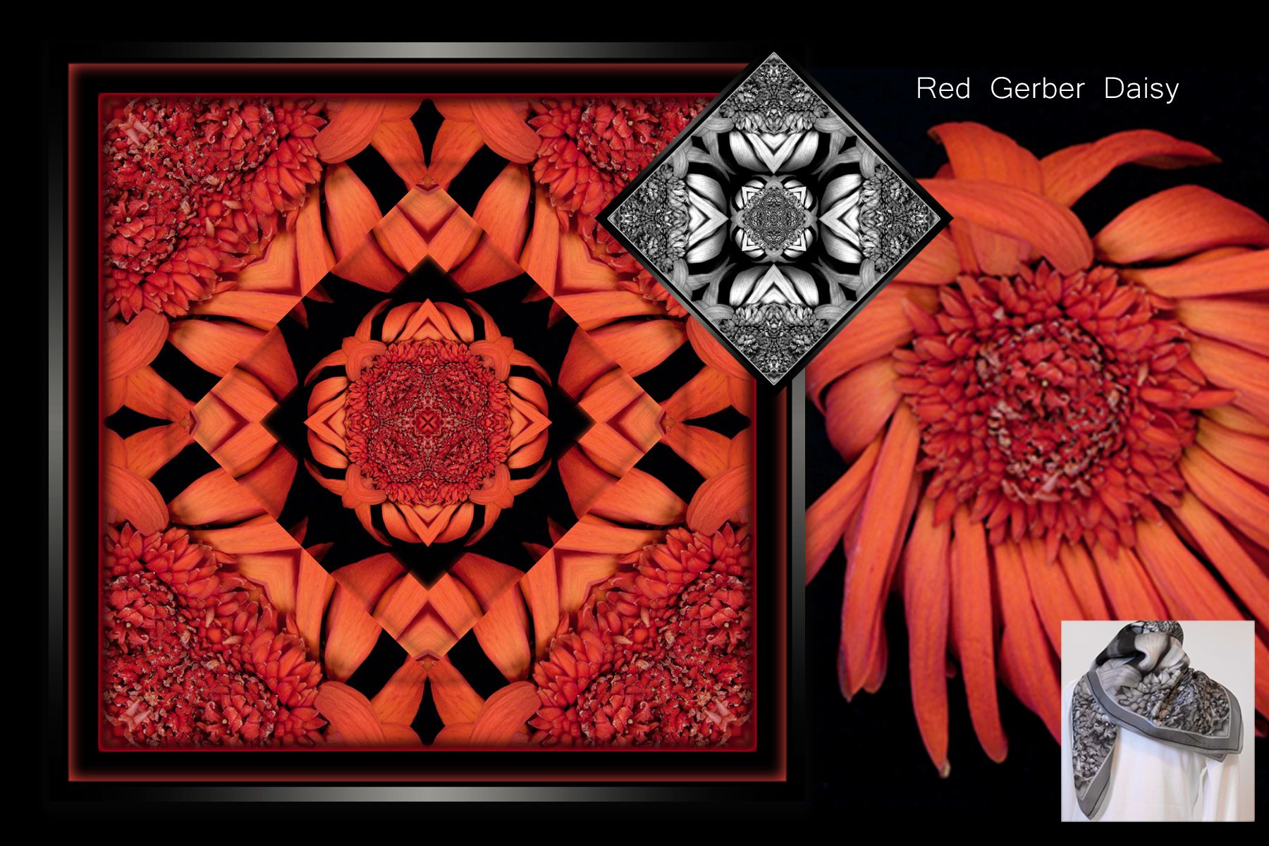 WebRedGerberDaisy.jpg