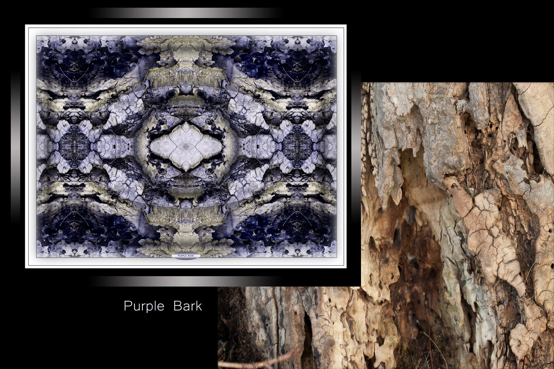 WebPurpleBark.jpg