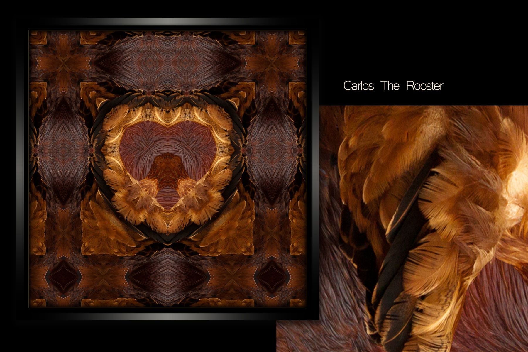 CarlosRooster.jpg