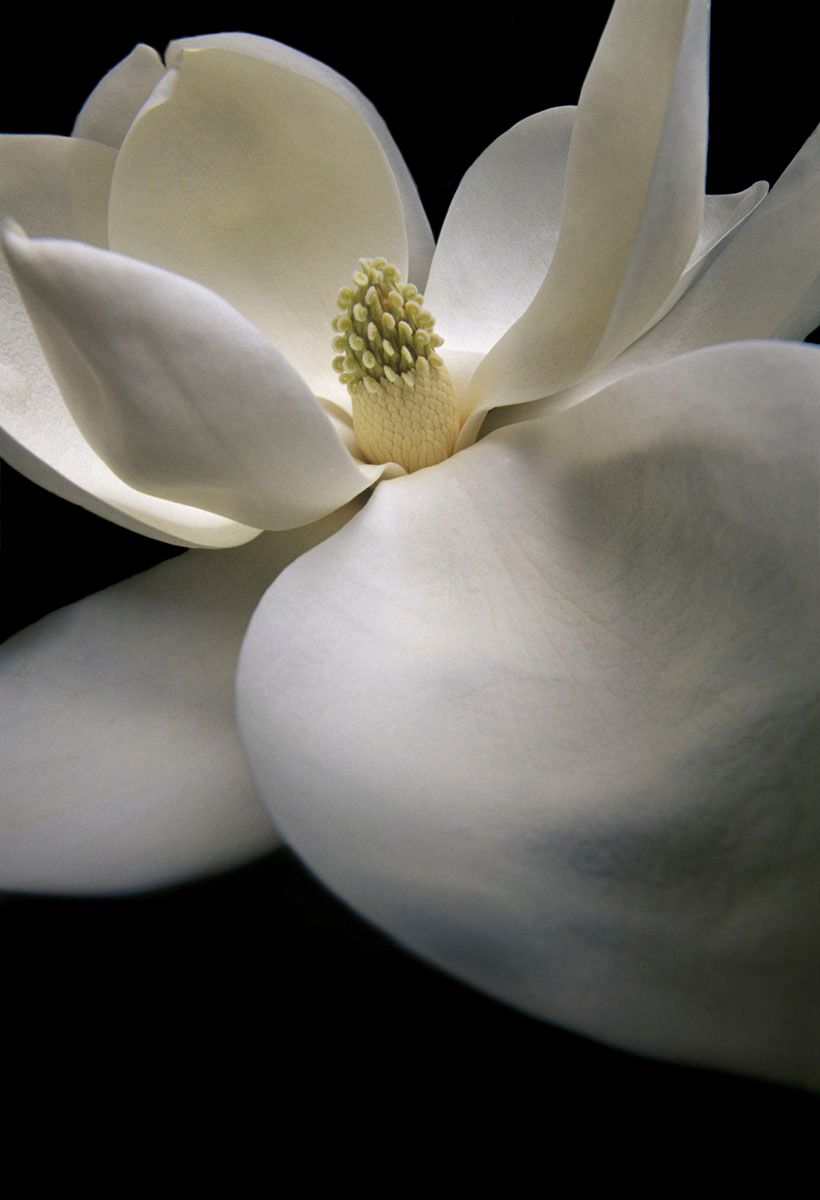 Magnolia