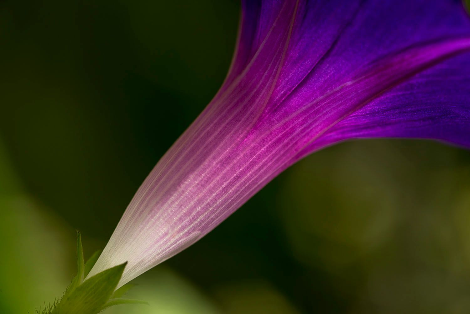 Morning Glory Flower