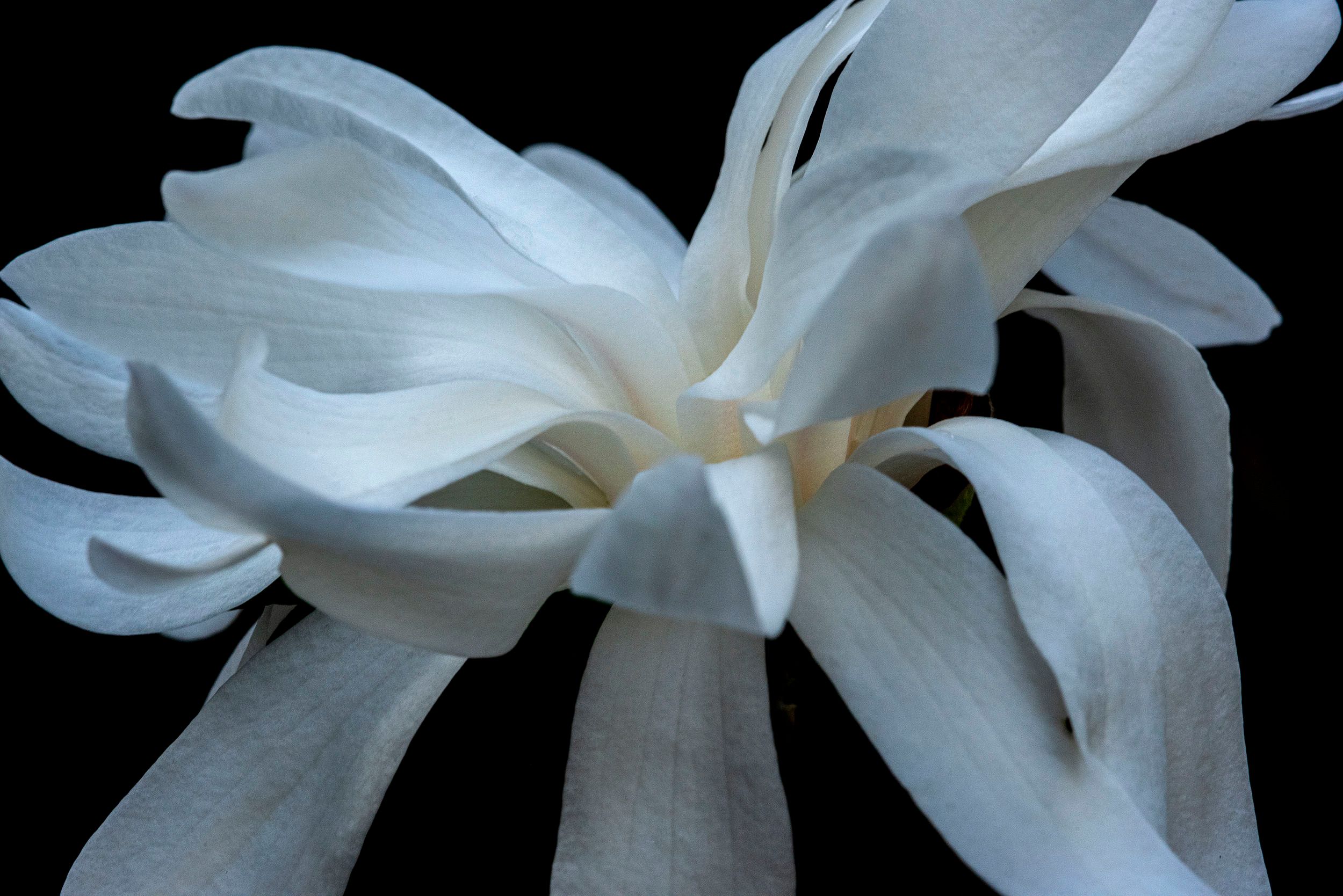 Star Magnolia