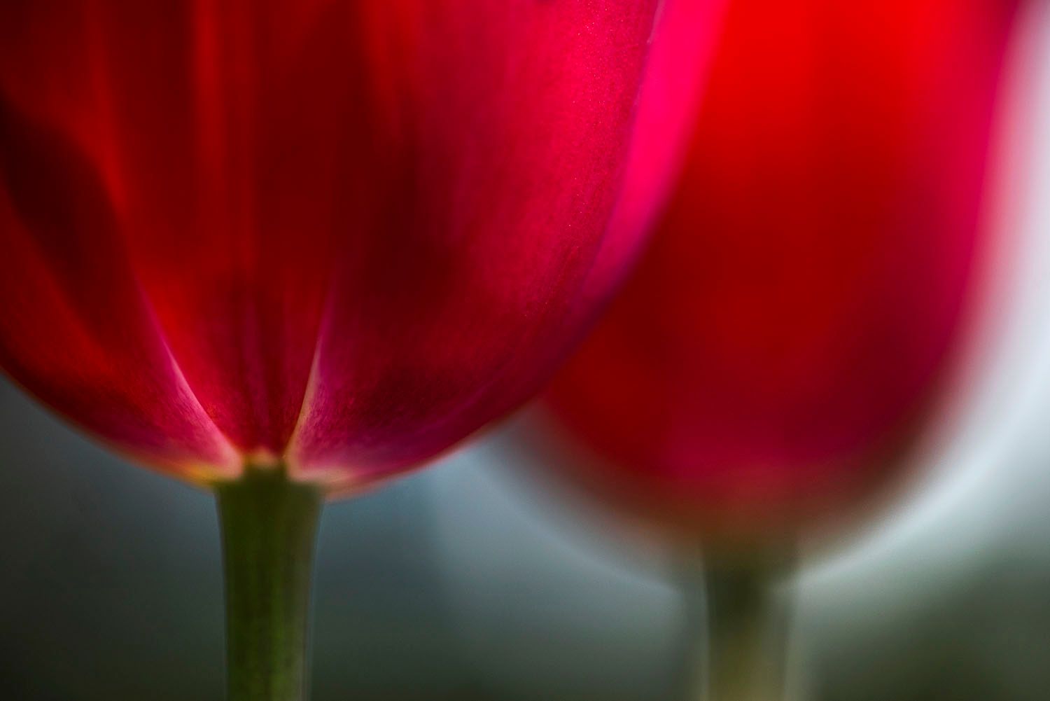 Red Tulips