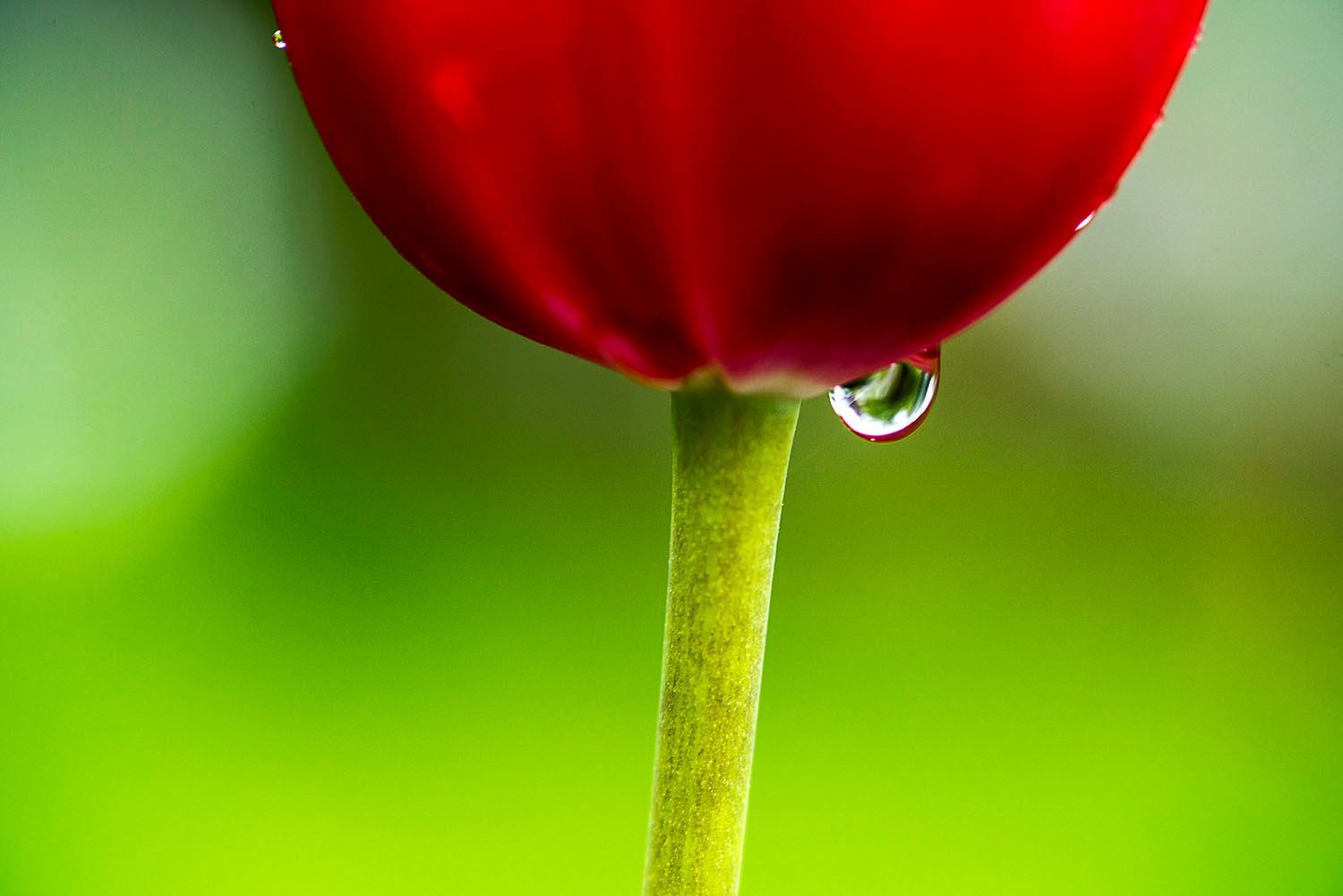Tulip and Raindrop