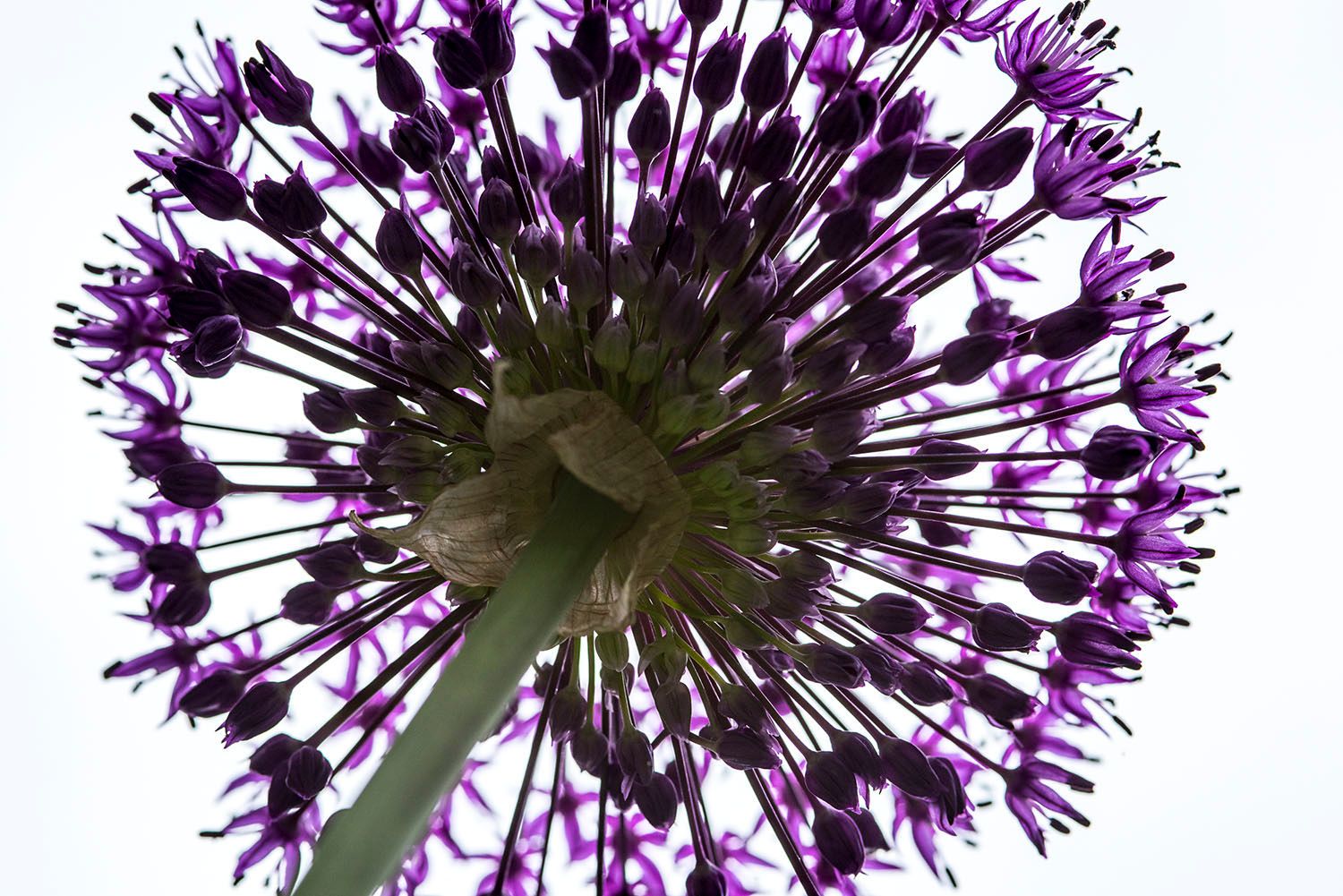 Allium
