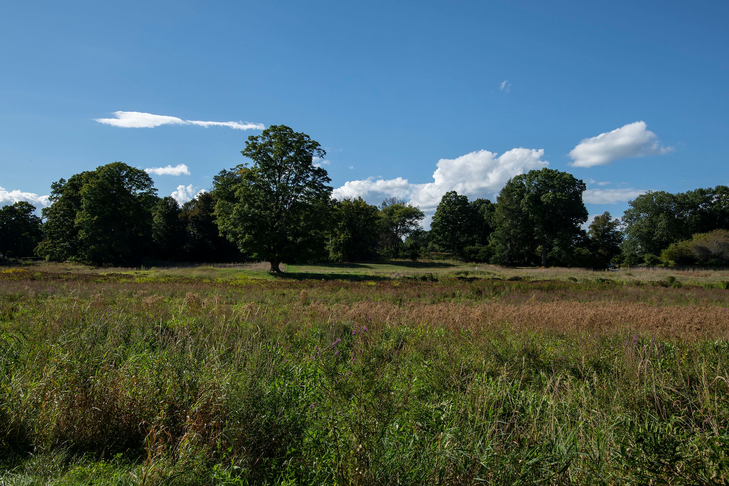 Fields and the Old North Bridge
