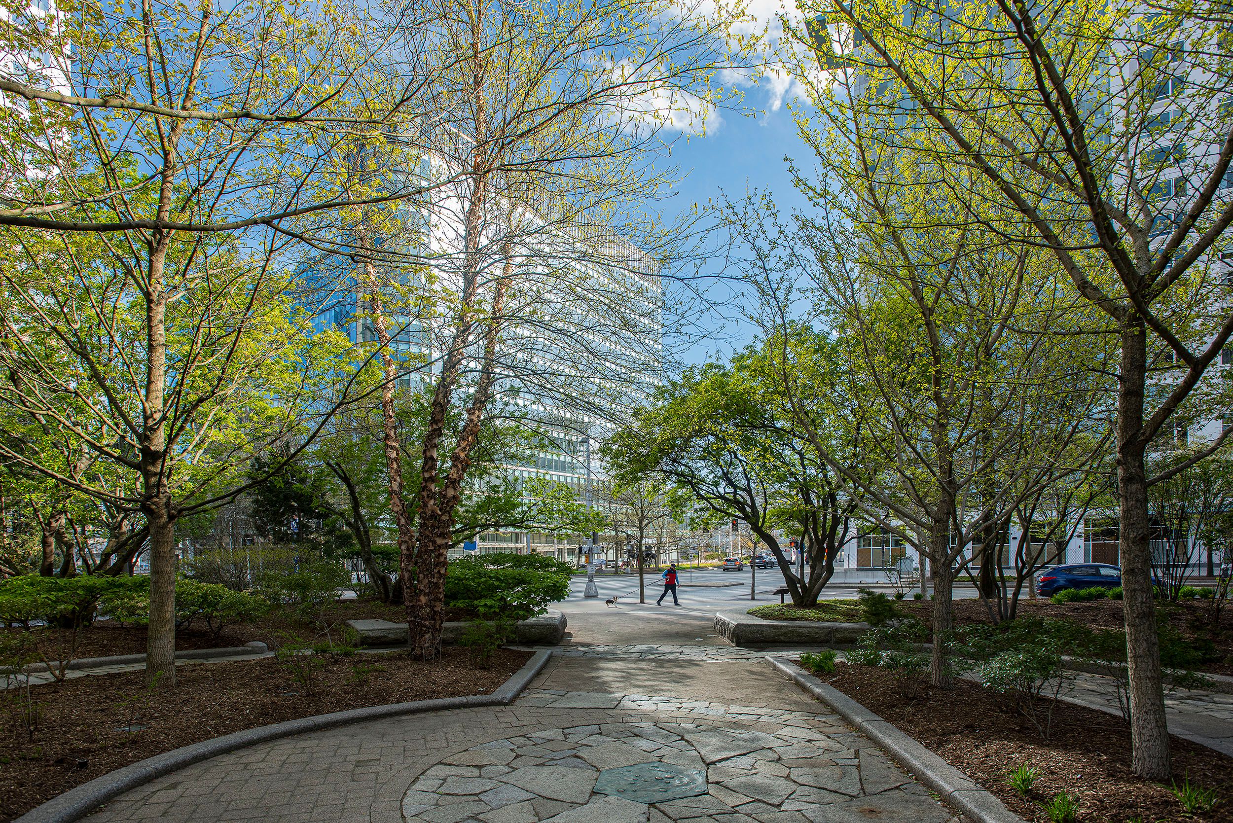 Photograph of a man walking his dog in the Seaport District during the coronavirus pandemic. Boston, MA. Empty Parks