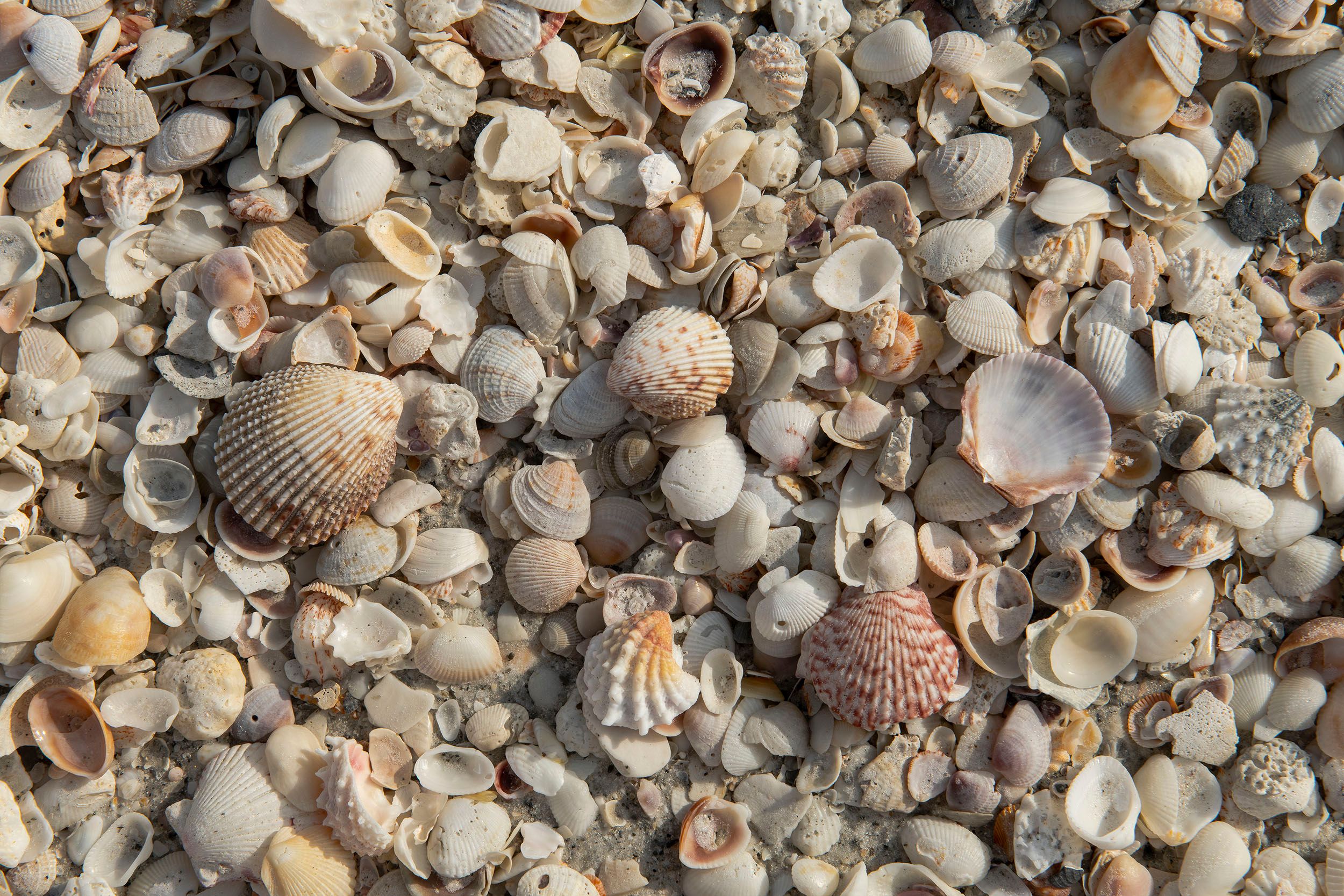Sea Shells